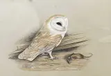 A Barn Owl with prey by Carl Donner, 1975, watercolour, sold Apr 2023