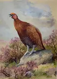 A calling red grouse perched on a rock by Charles Stanley Todd, 1959, watercolour, sold Apr 2023