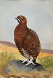A red grouse perched on a rock by Charles Stanley Todd, watercolour and gouache on paper, sold Apr 2023