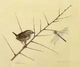 Wren and Emperor Dragonfly by Michael N. Oxenham, watercolour, sold Apr 2023