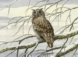 Eagle Owl by Brian Bedford, watercolour, sold Apr 2023