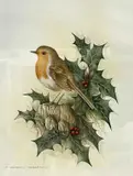 A robin perched on a stump in a surrounding of hollie by Andrew Osborne, watercolour, sold Apr 2023