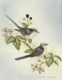 Long Tailed Tit by Andrew Osborne, watercolour, offered Apr 2023