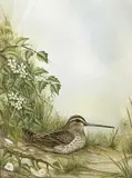 Snipe watercolour by Andrew Osborne, watercolour, offered Apr 2023