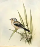Chaffinch by Andrew Osborne, watercolour, offered Apr 2023