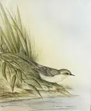 Wagtail by the riverbank by Andrew Osborne, watercolour, offered Apr 2023