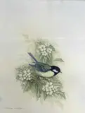 Great Tit by Andrew Osborne, watercolour, offered Apr 2023