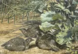 Quail by Ingrid Weiersby, gouache, sold Apr 2023