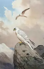 Gyr Falcons (Greenland) one perched, the other in flight by John Cyril Harrison, pencil, sold Apr 2023