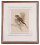 A song thrush perched on a small branch by Edna Bizon, watercolour, offered Apr 2023