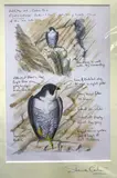 Peregrine Falcon study by Steve Cale, watercolour, sold Apr 2023