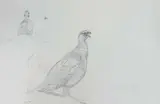 Varying observed poses by Charles Stanley Todd, pencil on paper, offered Apr 2023