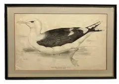 Great Black-Backed Gull by Edward Lear, print (other), sold Apr 2023