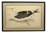 Great Black-Backed Gull by Edward Lear, print (other), sold Apr 2023