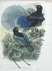 Prince Rudolph's Bird of Paradise by William Matthew Hart, lithograph, sold Apr 2023