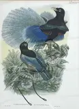 Prince Rudolph's Bird of Paradise by William Matthew Hart, lithograph, sold Apr 2023