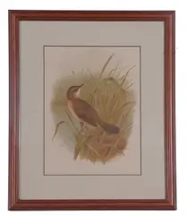 Savi's Warbler, chromolithograph, 9x7ins, framed and glazed by Henrik Grønvold, print (other), sold Apr 2023