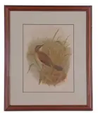 Savi's Warbler, chromolithograph, 9x7ins, framed and glazed by Henrik Grønvold, print (other), sold Apr 2023