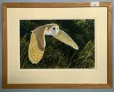 Barn owl in flight by Stephen Message, pencil, sold Feb 2023