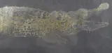 Crocodile, artist's proof lithographic print by Klaudio Vidal, 2009, print, offered Feb 2025