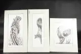 British by Gary Hodges, drawing, sold Jan 2025