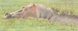 A study of a bathing hippopotamus covered in foliage by Brian Jarvi, oil on board, offered Aug 2024