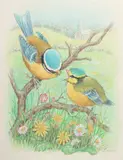 A Blue Tit feeding her chick on a branch with Spring flowers below by Ella Bruce, watercolour, offered Aug 2024