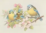 A Blue Tit with two chicks on a branch with blossom by Ella Bruce, watercolour, offered Aug 2024