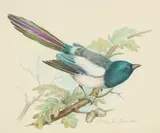 A Magpie on an acorn branch by Ella Bruce, watercolour, offered Aug 2024