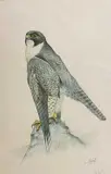 A Peregrine Falcon by Eric Peak limited edition print, print, offered Nov 2022
