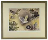 Owls Studies by Philip Snow, print, offered Oct 2022