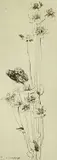 Untitled by Katherine Cameron, etching, offered Aug 2022