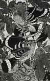 Upupa Epops by Colin See Paynton, engraving, sold Aug 2022