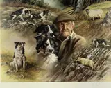 Print - farmer with six sheepdogs and sheep by Mick Cawston fine coloured limited edition, print, sold Aug 2022