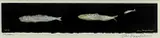 Colour print - fishes by John Knapp-Fisher limited edition, print, sold Jul 2022