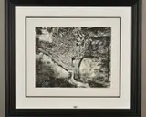 Naked vine by John Swannell, giclee, sold Nov 2019