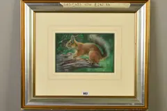 Red squirrel by Joel Kirk, pastel, sold Jul 2019
