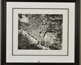 Naked vine by John Swannell, print, sold Jul 2019
