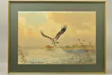 Osprey lifting a fish from Hickling Broad, Norfolk, by John Cyril Harrison, watercolour, sold Jun 2019