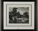 Becky in uprooted tree by John Swannell, print, sold Jun 2019