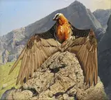 Bearded Vulture sunbathing Oil on panel 83 x 89cm by Trevor Boyer, Oil on panel, offered Jun 2018