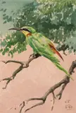 A bee-eater Signed with initials Watercolour on buff paper 28.5 x 19.5cm Provenance: The Wildlife Art Gallery, Suffolk ++Good condition by Richard B. Talbot Kelly, Watercolour on buff paper, sold Jun 2018