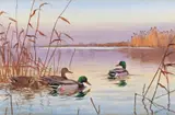 Ducks and drakes on the water; Spoonbills and Avocets in the shallows Two, both signed Both watercolour, unframed Each 38 x 57cm (2) ++1 by John Cyril Harrison, watercolour, sold Jun 2018