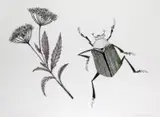 Wild flower and Noble Chafer Drypoint with hand coloured fine paper by Beatrice Forshall, Drypoint with hand coloured fine paper collage Artist’s proof, offered Jun 2018