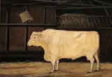 A prize bull in a barn Signed and dated 1842 Oil on canvas 45 x 62cm; 17¾ x 24½in by John Cuthbert Salmon, 1842, Oil on canvas, sold Mar 2018