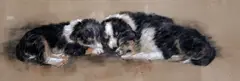 Three sleeping collie puppies by Mick Cawston, pastel, sold Sep 2014