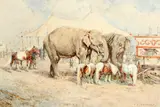 Circus elephants and ponies by William Woodhouse, watercolour, sold Sep 2014