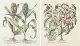 Four Plates, from Hortus Eystettensis, 1613/Later by Basilius Besler, Engravings with handcoloring on wove paper, sold Dec 2014