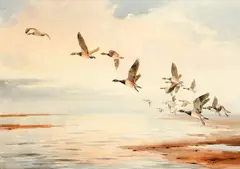 Canada Geese in flight by John Cyril Harrison, watercolour, offered Jul 2014