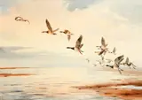 Canada Geese in flight by John Cyril Harrison, watercolour, offered Jul 2014